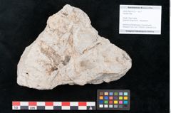 Foto (Objekt + Etikett) von Plantae indet.  (NHMW-GEO-2024-0188-10173)
